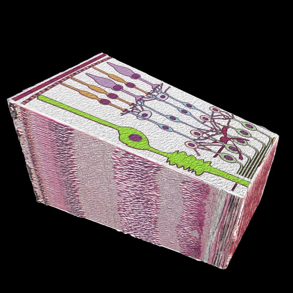 Human Cell 3d Models For Download Turbosquid