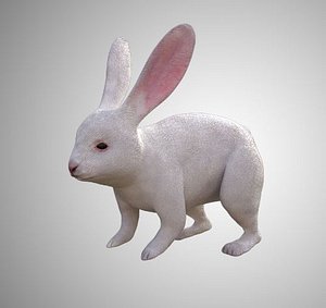 3D white rabbit model