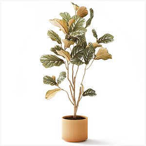 Topiary Tree Modern Pot With A Ficus Lyrata New decor 3D model