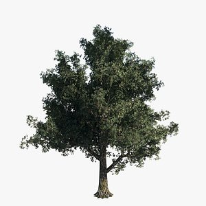 tree - oak 3d obj