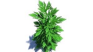 Herb Plant