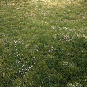 grass assets meadows model