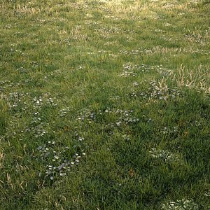 Grass Asset 01 _ Meadow