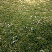 Grass Asset 01 _ Meadow