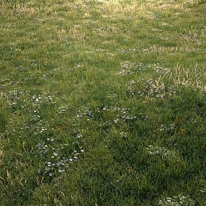 Grass Asset 01 _ Meadow