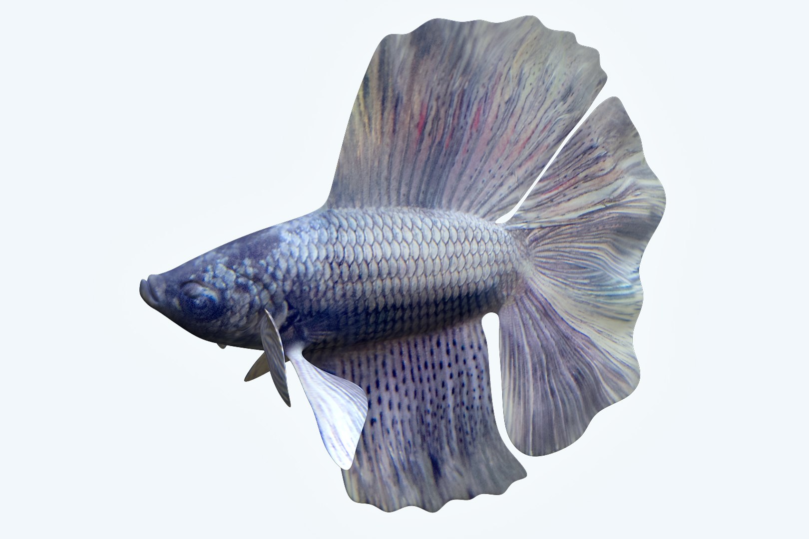 3D Model Betta Fish - TurboSquid 1205918