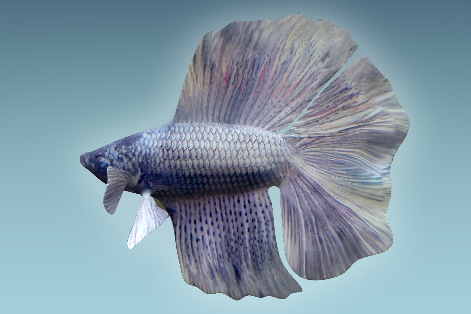 3D Model Betta Fish - TurboSquid 1205918