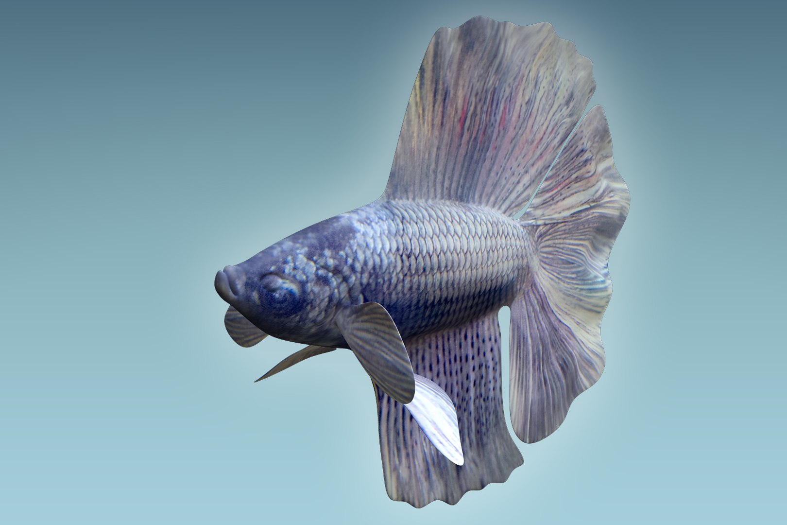 3D Model Betta Fish - TurboSquid 1205918