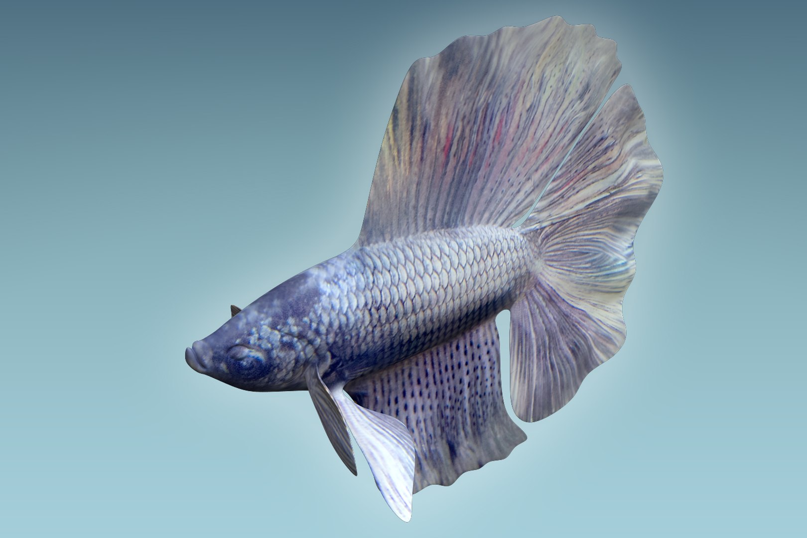 3D Model Betta Fish - TurboSquid 1205918