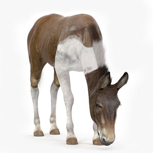 3D Eating Mule Fur