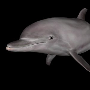 calf tursiops dolphin 3d max