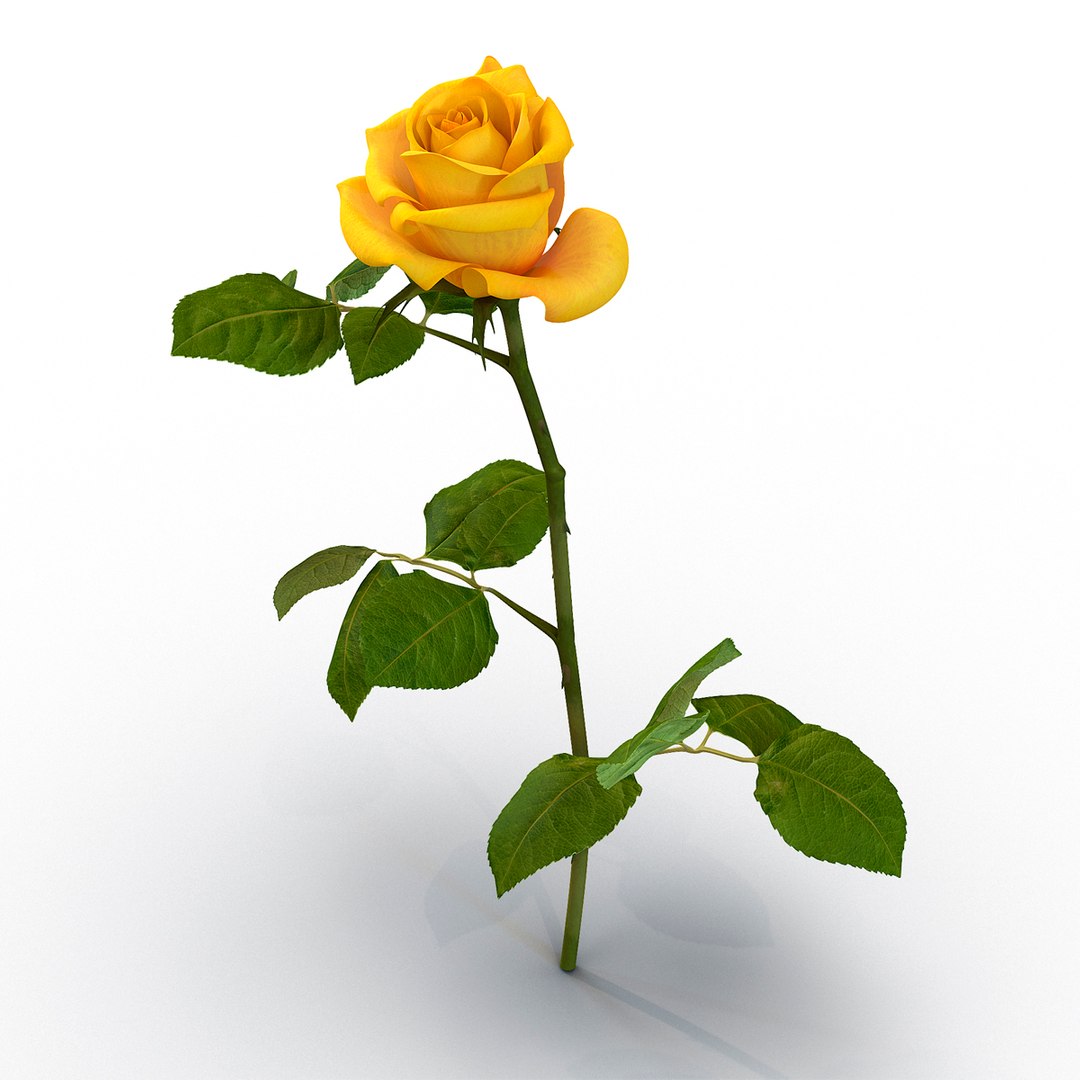 Rose Yellow 3D Model 3D model preview