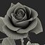 3d model rose