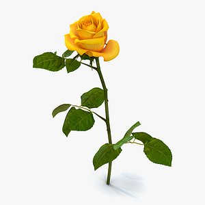 Rose Yellow 3D Model