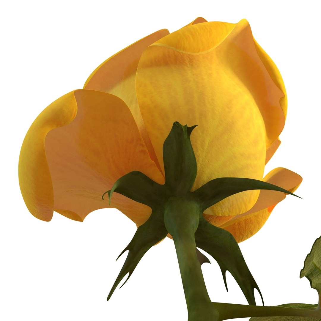 rose yellow 3d 3ds