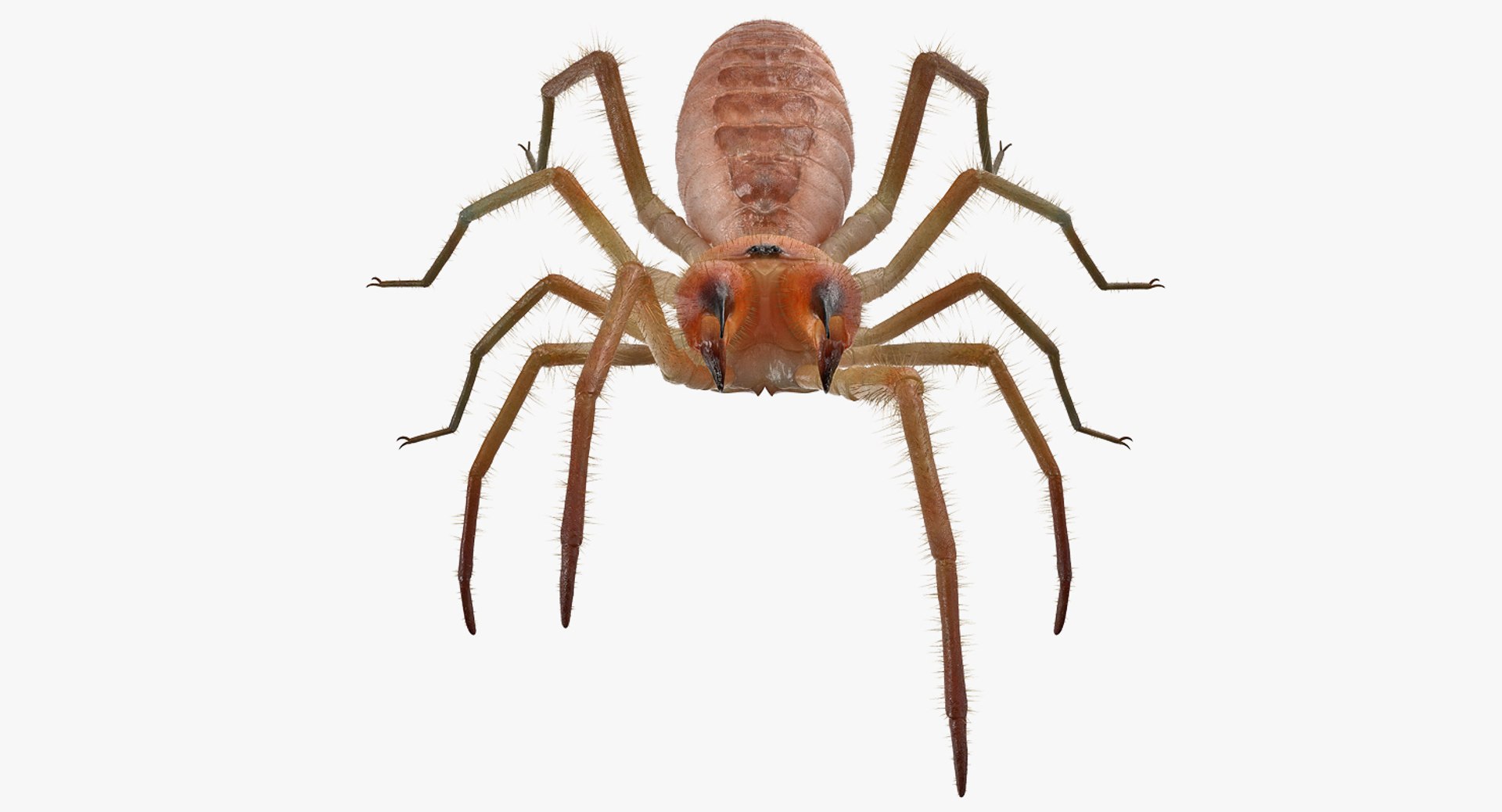 Camel Spider Rigged with Fur 3D Model 3D model preview