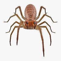 Camel Spider Rigged with Fur 3D Model