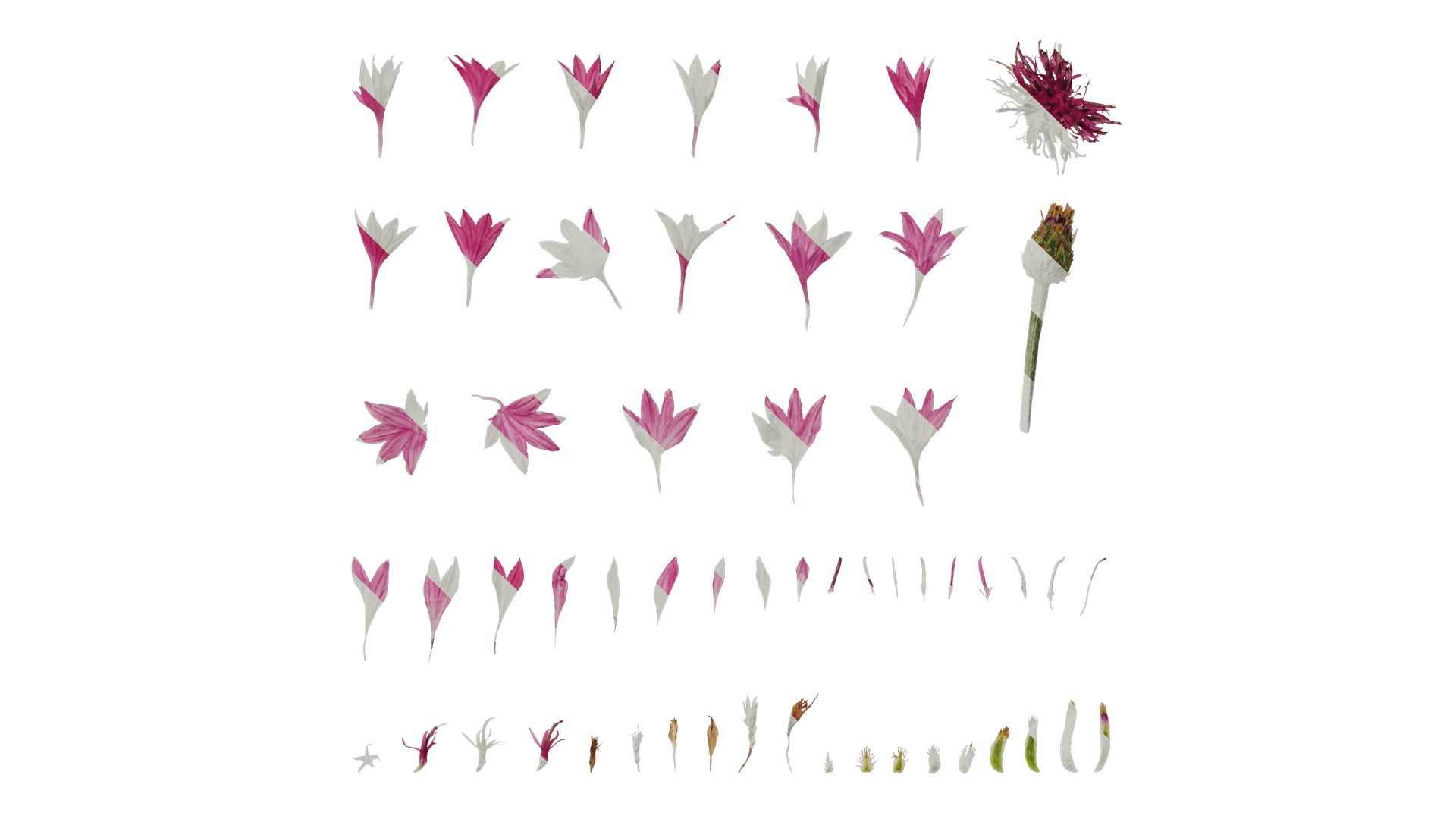 Anydrafts Centaurea Cyanus Flower 02 Textures 3D Model - TurboSquid 2353167