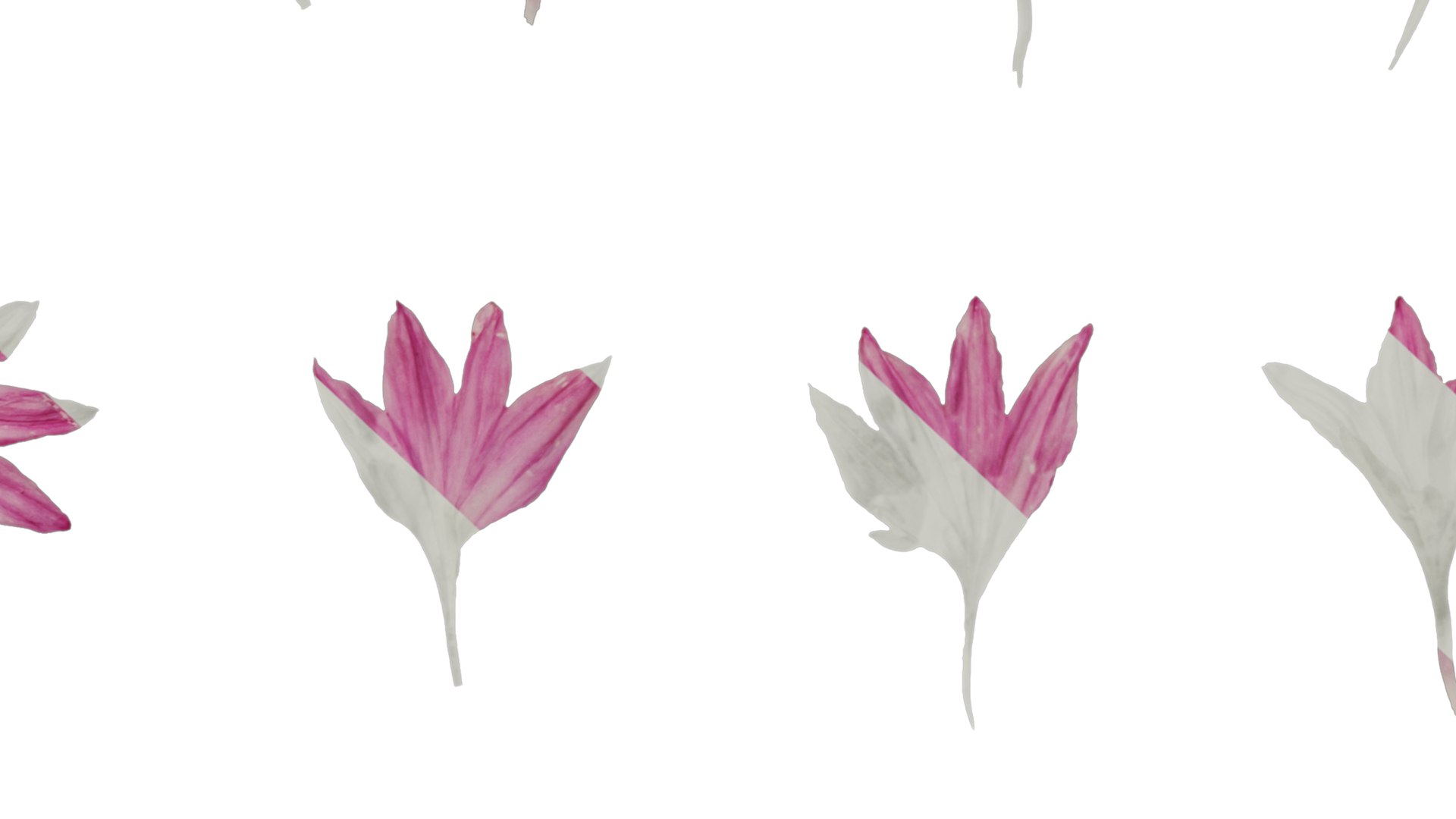 Anydrafts Centaurea Cyanus Flower 02 Textures 3D Model - TurboSquid 2353167