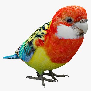 Eastern Rosella