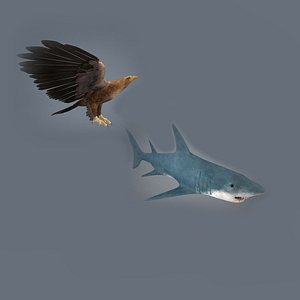 3D Eagle and Shark