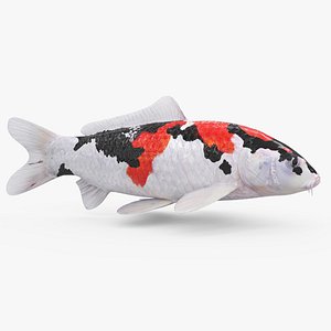 3D 3D Koi fish 5 Animated model