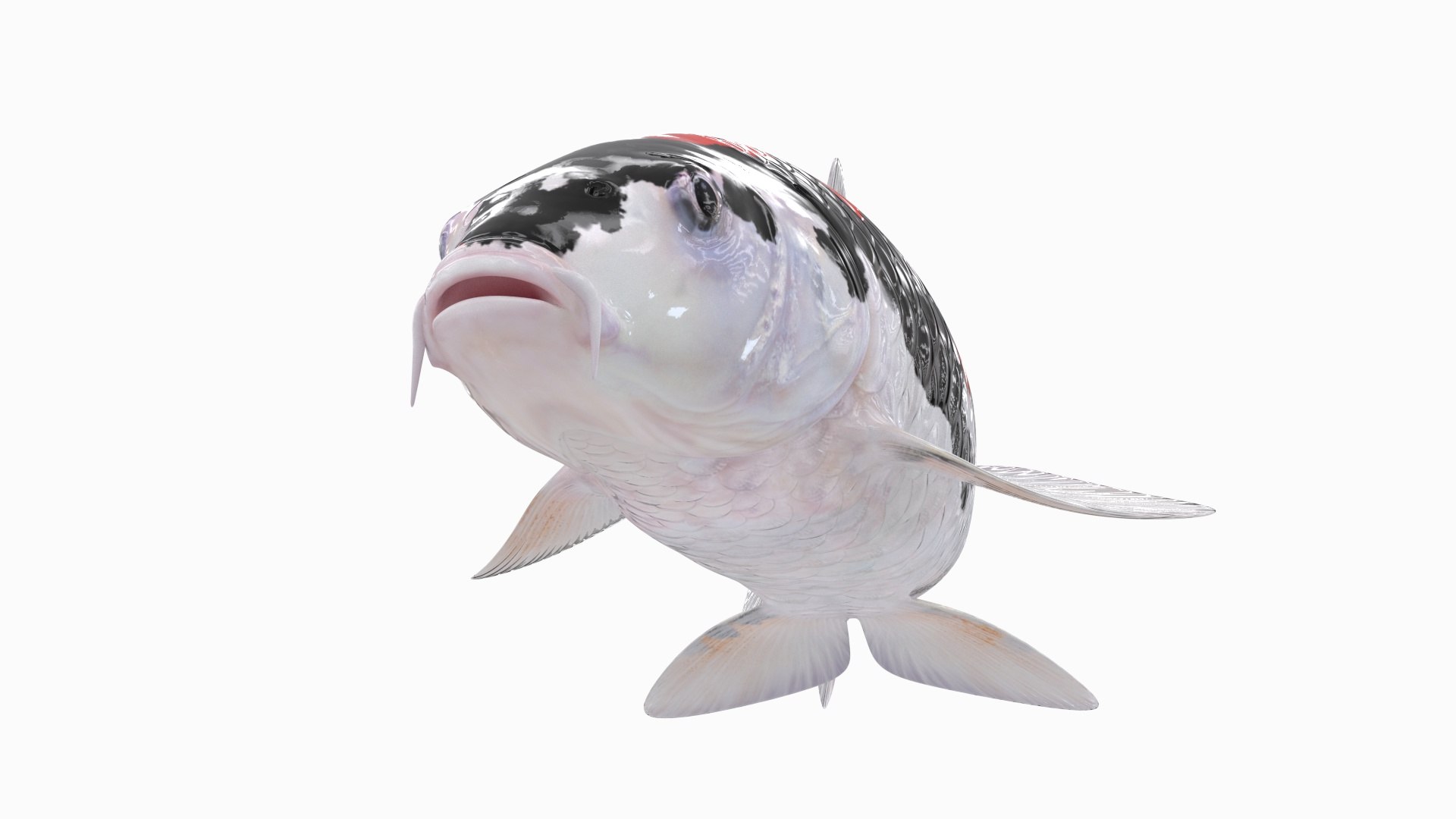 CLEARANCE Milky White Koi Carp Fish 3D Sticker