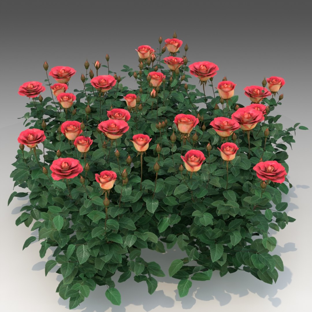 Flower Rose Set 3d X