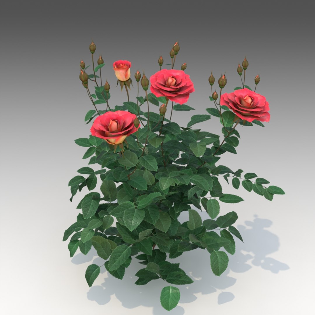 Flower Rose Set 3d X