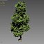 3D cartoon tree model