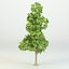 3D cartoon tree model