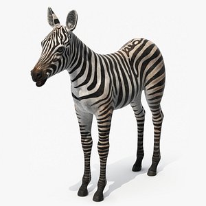 Zebra Foal