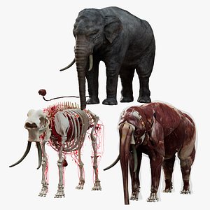 Asian Elephant Anatomy 3D 3D model