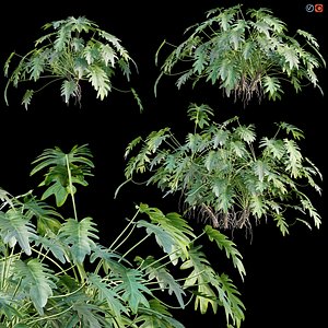 Philodendron xanadu 3D model