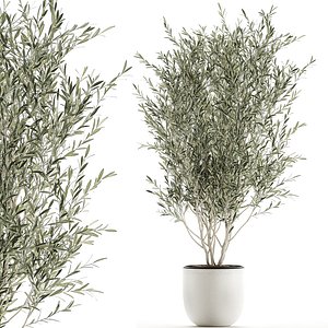 3D decorative olive tree flowerpot model