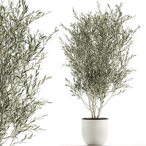 Decorative olive tree in flowerpots 646