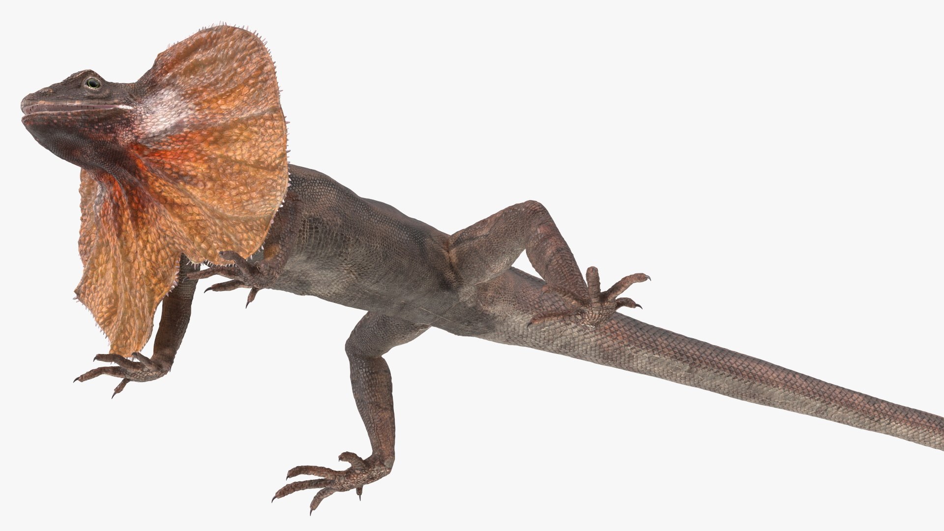 Frilled Lizard 3D model https://p.turbosquid.com/ts-thumb/ft/gLP3oz/3C/frilledlizardmb3dmodel011/jpg/1721757092/1920x1080/fit_q87/bc837eec11ce644f1266a17ce91036f36397f1c2/frilledlizardmb3dmodel011.jpg
