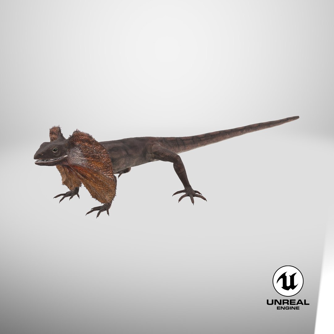 Frilled Lizard 3D model https://p.turbosquid.com/ts-thumb/ft/gLP3oz/5z/stemcell_unreal_render/png/1723105545/1920x1080/fit_q87/8ec12ae0e3d57a293507c037468b14c9baa9d034/stemcell_unreal_render.jpg