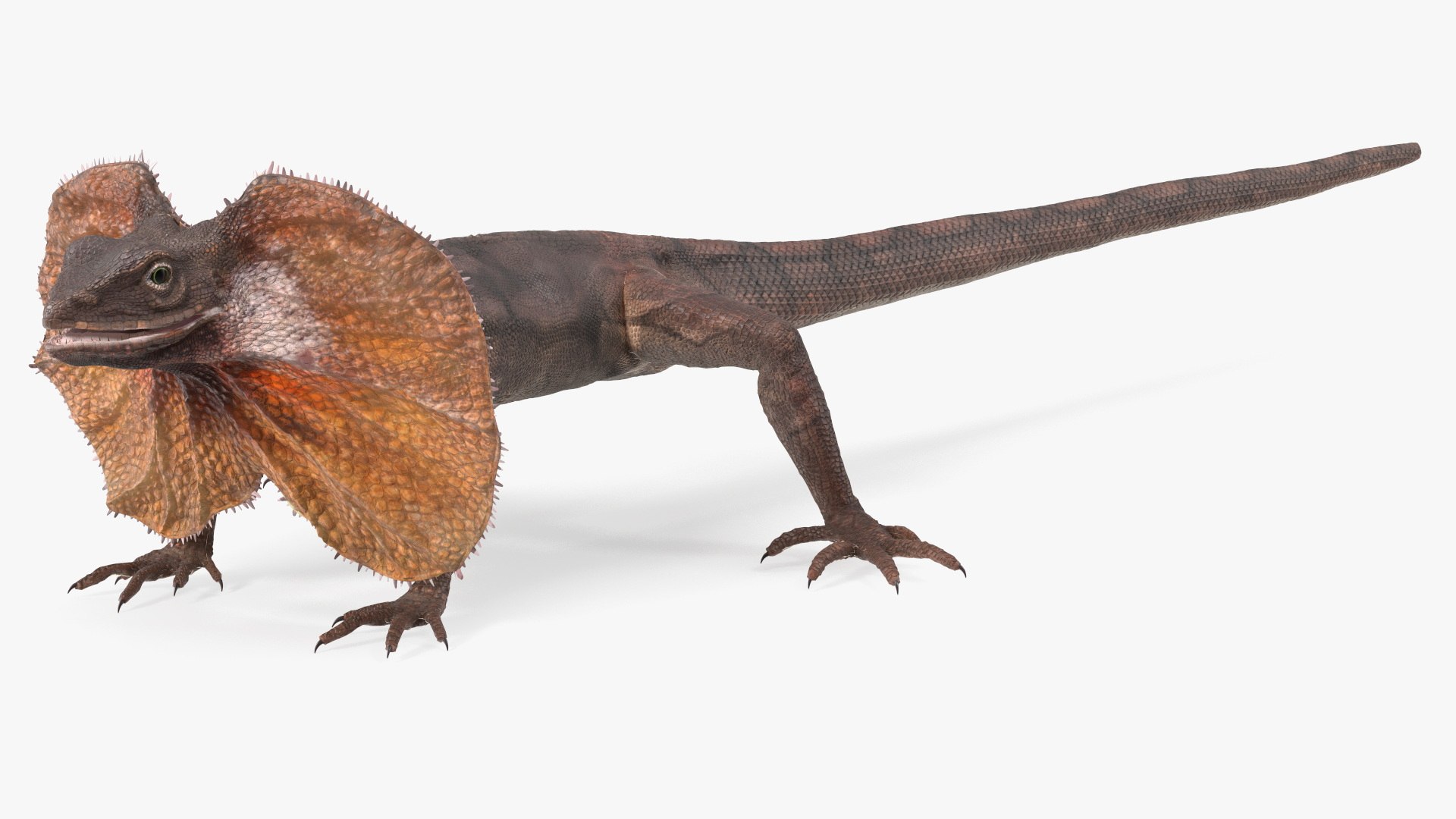 Frilled Lizard 3D model https://p.turbosquid.com/ts-thumb/ft/gLP3oz/72/frilledlizardmb3dmodel007/jpg/1721757078/1920x1080/fit_q87/372f80d386234ec66befd54ccbd652b155ffcb7a/frilledlizardmb3dmodel007.jpg
