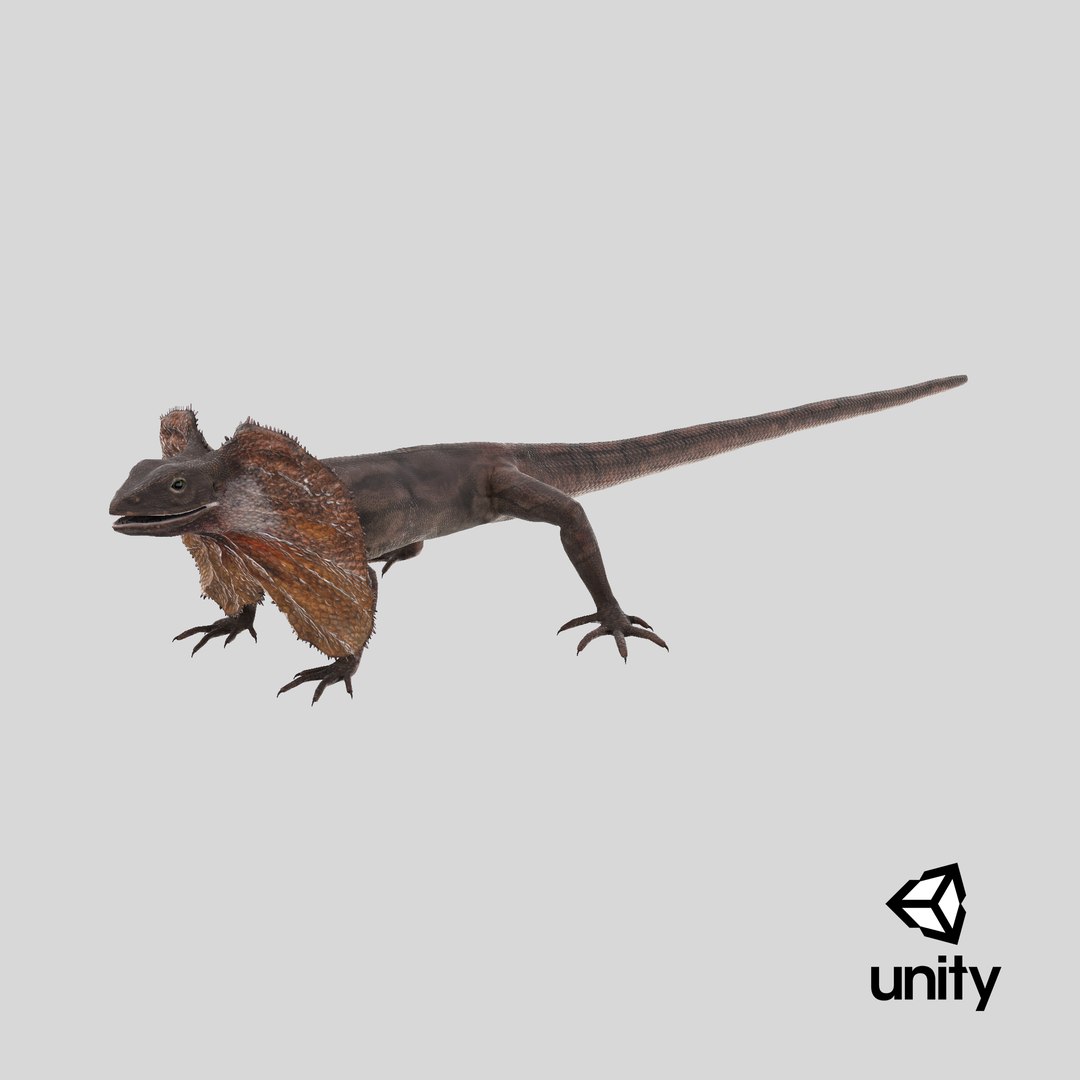 Frilled Lizard 3D model https://p.turbosquid.com/ts-thumb/ft/gLP3oz/H8/stemcell_unity_render/png/1723105547/1920x1080/fit_q87/3216a3c64b75428d5e18ed896dfc5c9b0bfdf503/stemcell_unity_render.jpg