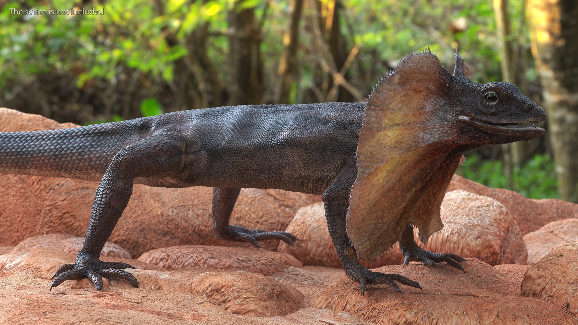 Frilled Lizard 3D model https://p.turbosquid.com/ts-thumb/ft/gLP3oz/I0/frilledlizardmb3dmodel003/jpg/1721757061/1920x1080/fit_q87/80b9587691247c8ab35cf37b4f1b7a79f51e82ac/frilledlizardmb3dmodel003.jpg