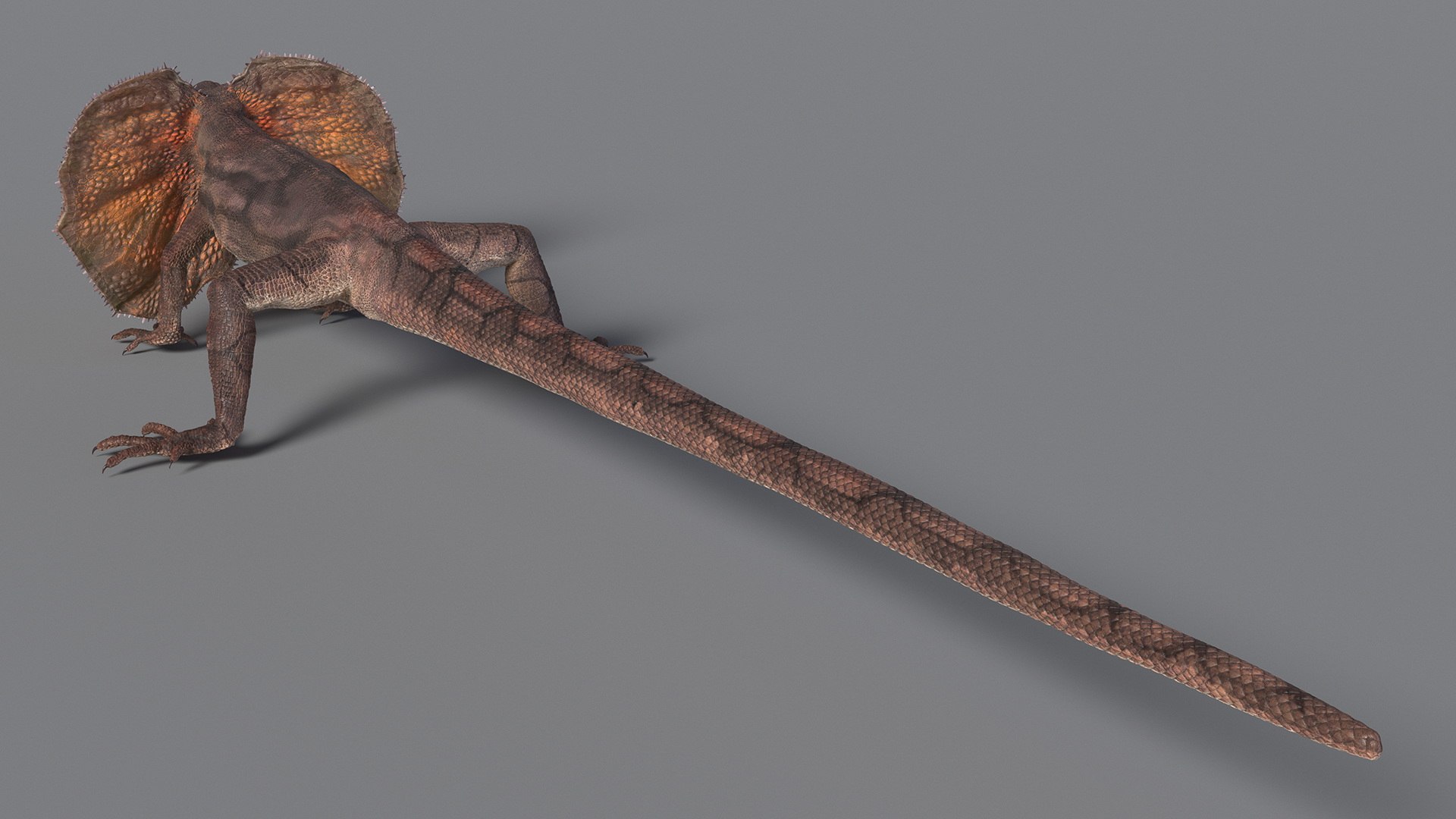Frilled Lizard 3D model https://p.turbosquid.com/ts-thumb/ft/gLP3oz/Mx/frilledlizardmb3dmodel006/jpg/1721757074/1920x1080/fit_q87/5520cec33e03fb17624f515c5178fa5885807f78/frilledlizardmb3dmodel006.jpg