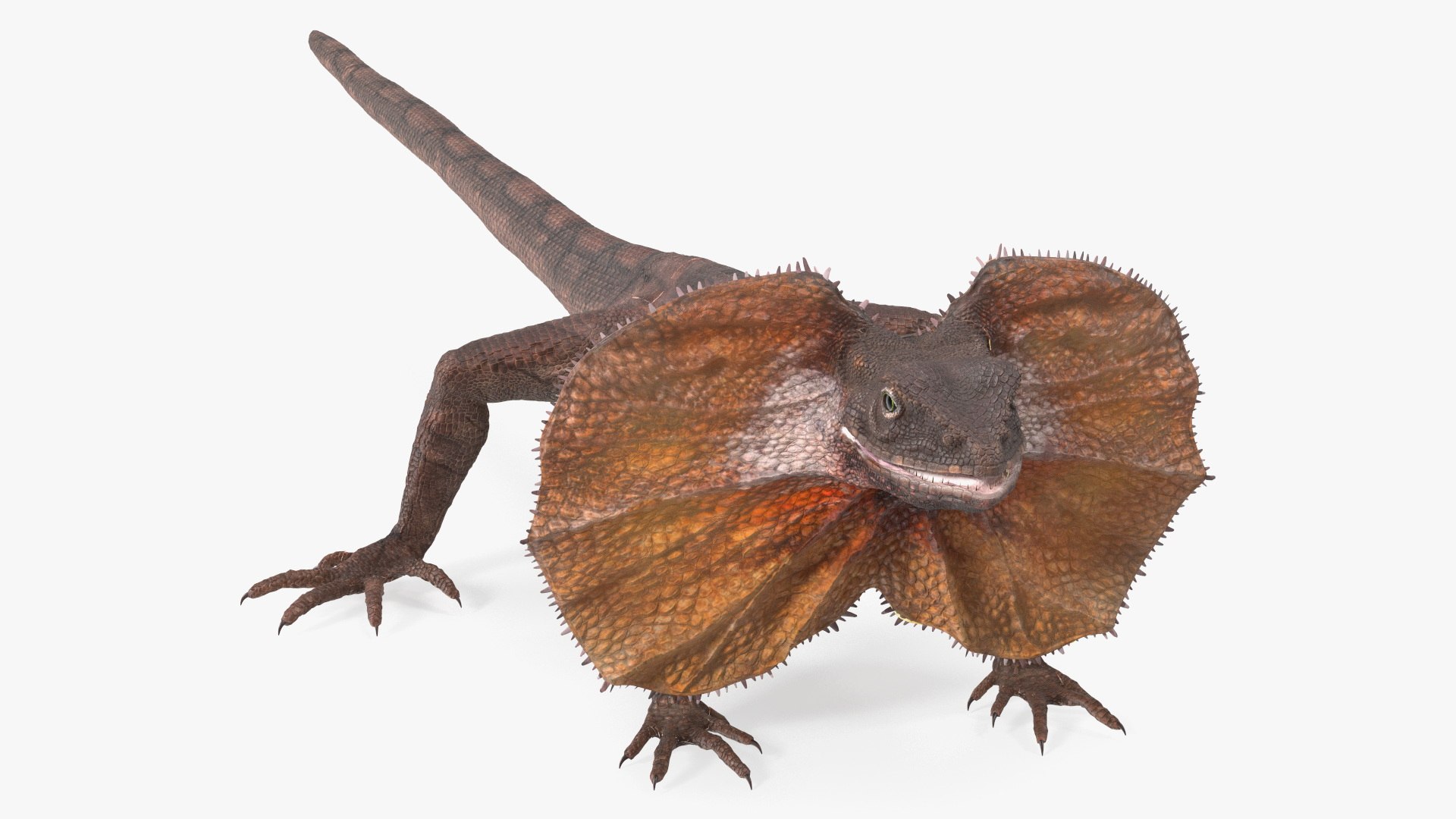 Frilled Lizard 3D model https://p.turbosquid.com/ts-thumb/ft/gLP3oz/OS/frilledlizardmb3dmodel001/jpg/1721756899/1920x1080/fit_q87/bbf28caa7597b92f415e47bd8087c468b27eca2b/frilledlizardmb3dmodel001.jpg