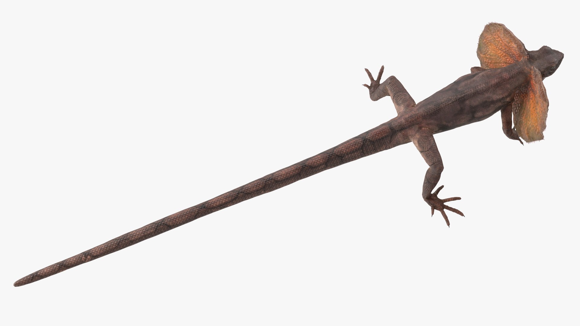 Frilled Lizard 3D model https://p.turbosquid.com/ts-thumb/ft/gLP3oz/WE/frilledlizardmb3dmodel009/jpg/1721757084/1920x1080/fit_q87/e92a8591e8b1c7ee4aff72bbff74f911ff09155b/frilledlizardmb3dmodel009.jpg