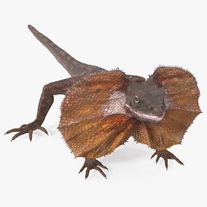 Frilled Lizard