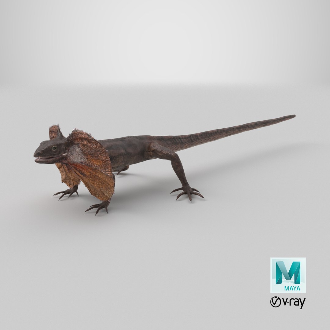 Frilled Lizard 3D model https://p.turbosquid.com/ts-thumb/ft/gLP3oz/YW/stemcell_maya_vray_render/png/1723105534/1920x1080/fit_q87/1cd3e463aa0b92e6069e6bd354b085ab0912d9e8/stemcell_maya_vray_render.jpg