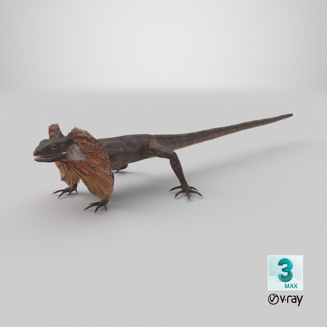 Frilled Lizard 3D model https://p.turbosquid.com/ts-thumb/ft/gLP3oz/dU/stemcell_max_vray_render/png/1723105541/1920x1080/fit_q87/0dd80198a0ba93243ccf5000b46ca07220855076/stemcell_max_vray_render.jpg
