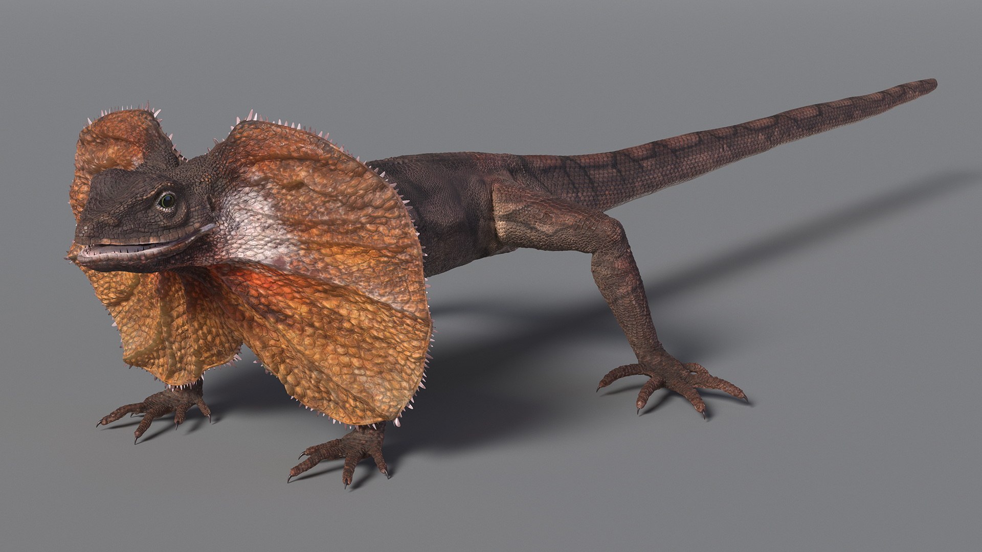 Frilled Lizard 3D model https://p.turbosquid.com/ts-thumb/ft/gLP3oz/e6/frilledlizardmb3dmodel004/jpg/1721757064/1920x1080/fit_q87/694e821eabf76df6e56e3d10097e679bc0997eef/frilledlizardmb3dmodel004.jpg