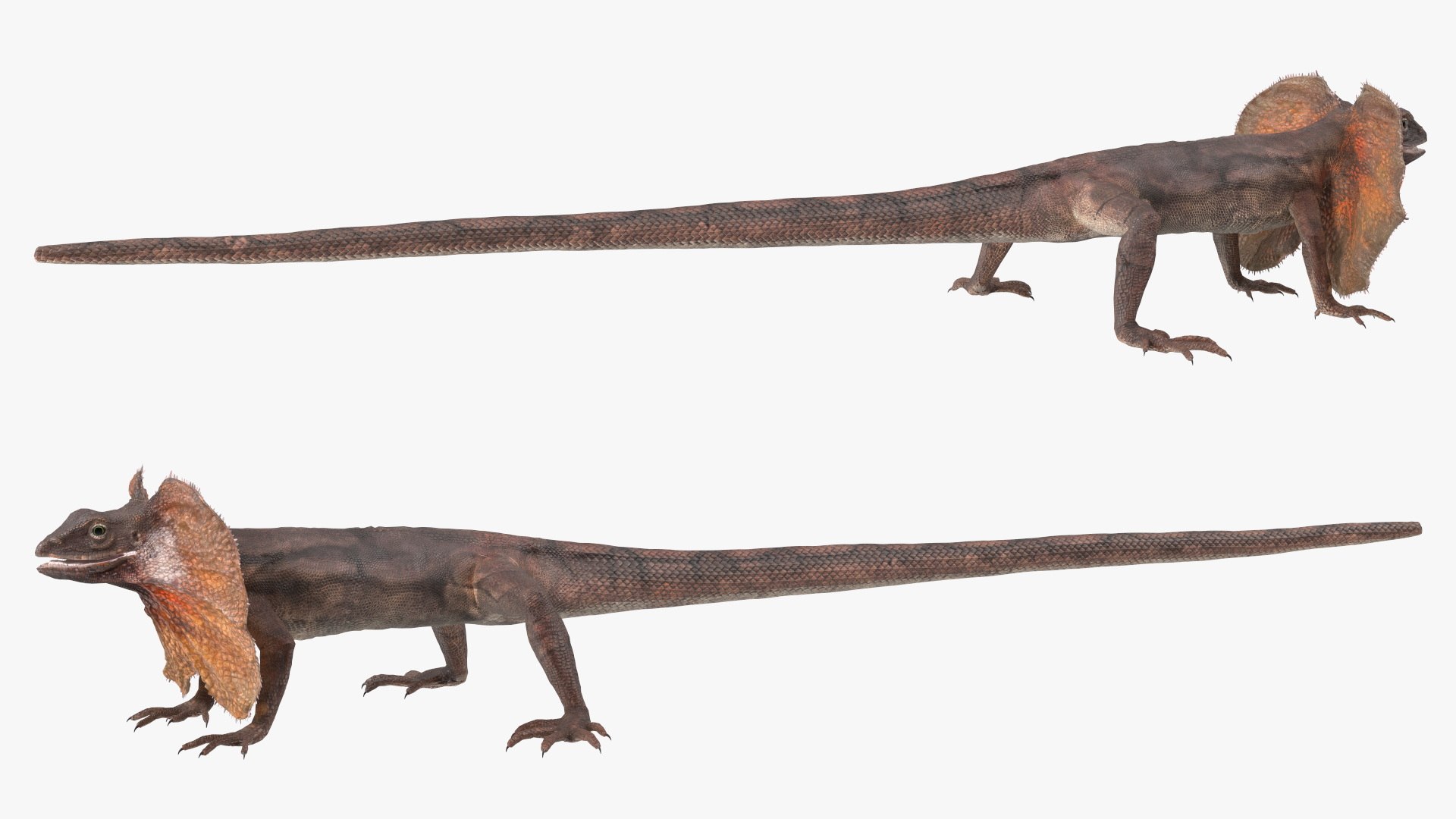 Frilled Lizard 3D model https://p.turbosquid.com/ts-thumb/ft/gLP3oz/rk/frilledlizardmb3dmodel008/jpg/1721757081/1920x1080/fit_q87/7256b9ab57fb89ce247e423cb694ceffa1afd303/frilledlizardmb3dmodel008.jpg