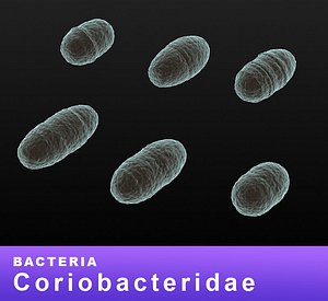 bacteria coriobacteridae 3D model
